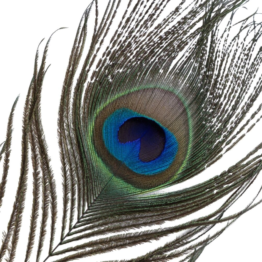 Щекоталка LOCKINK SEVANDA Natural Peacock Flirting Feather Tickler, перья павлина и страуса фото 6